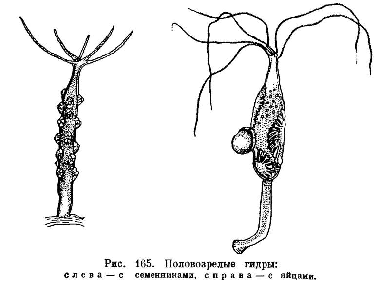 Омг после